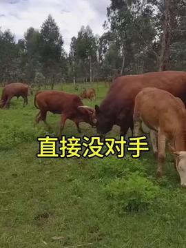 牛牛国产视频,探寻本土影视的魅力与风采